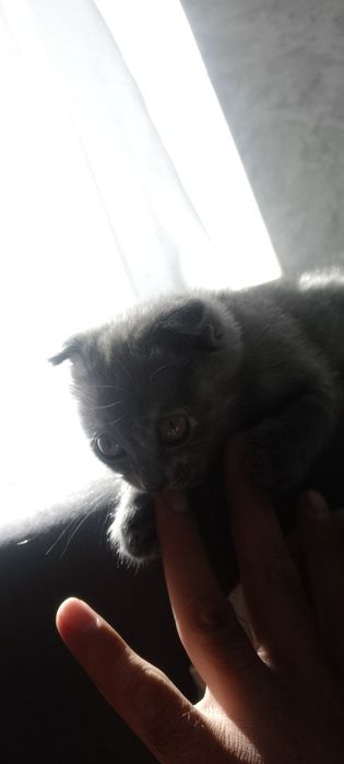 Милый добрый котенок