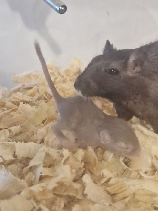 Подарявам бебета джербили (монголска песчанка)