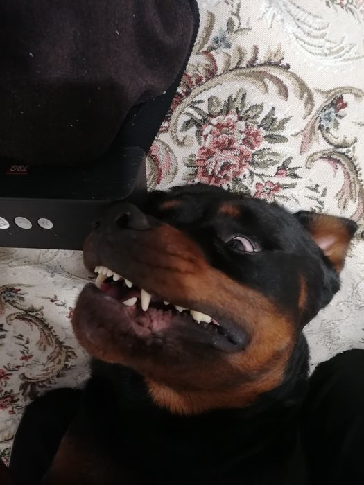 Ротвейлер, вязка, ищет подругу)))