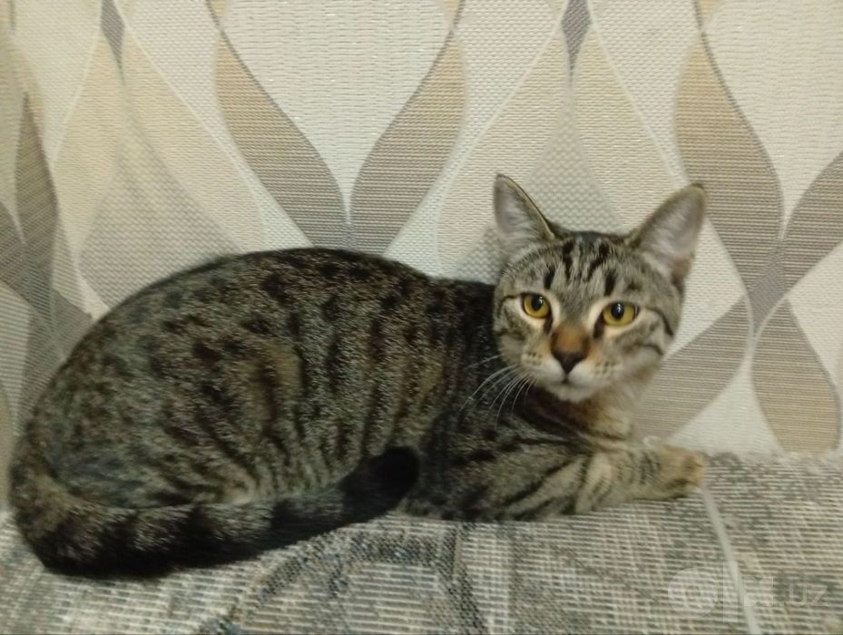 Kulrang chiziqli mushuk