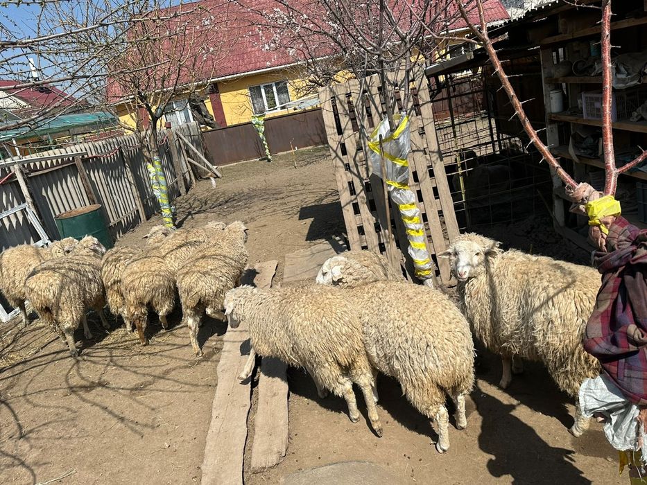 Продам баранов в Алматы