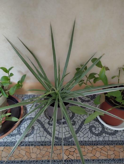 Цветы разные, комнатные цветы