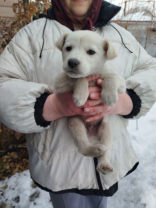 Щенки метисы отдам бесплатно!