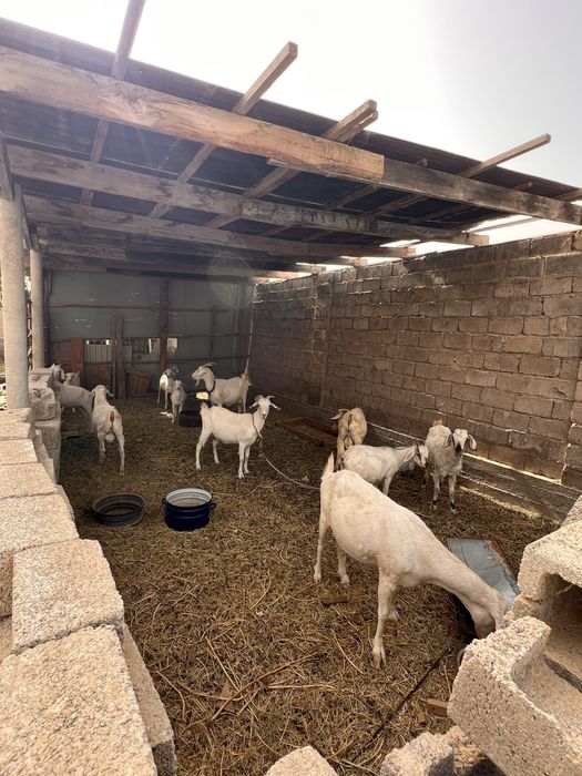 Ешкі сатылады сауынды ешкі