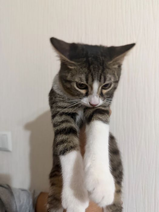 Отдаю даром котенка на добрые руки