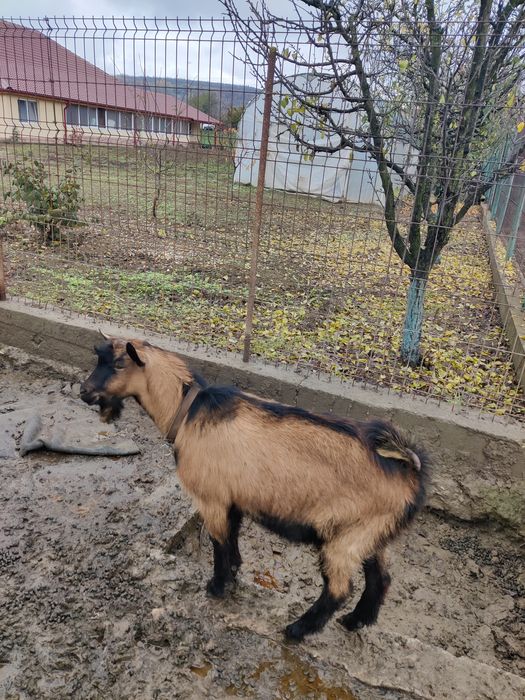 Vând țap rasa alpina franceza