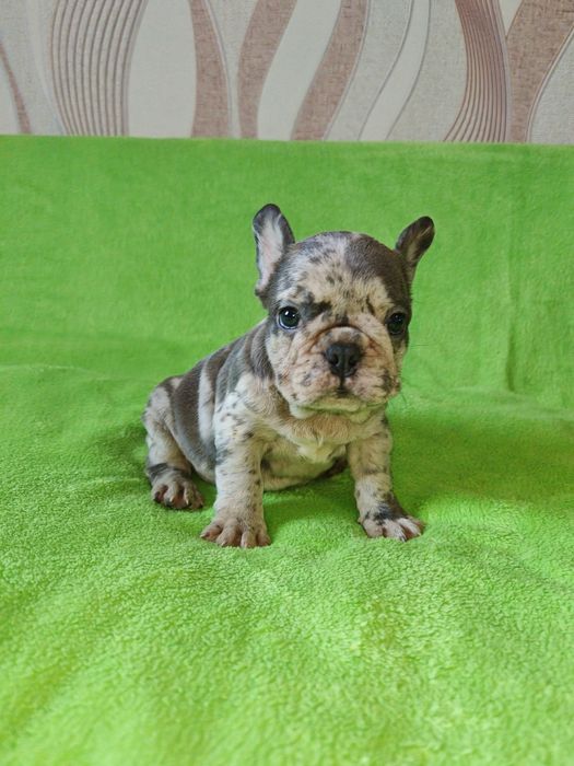 Предлагаю щенков Французский бульдог