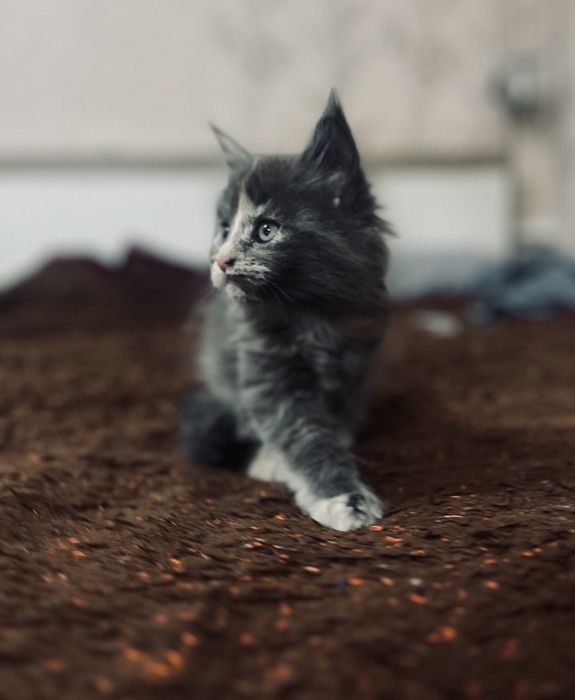 Продам кошку Мейн Кун