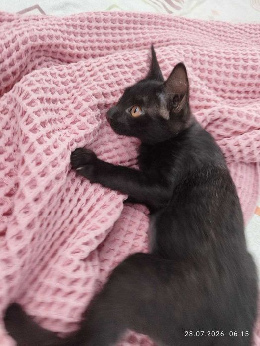 Котята Домашние Чёрные