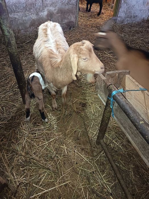 Vând  4 capre fătate cu iezi