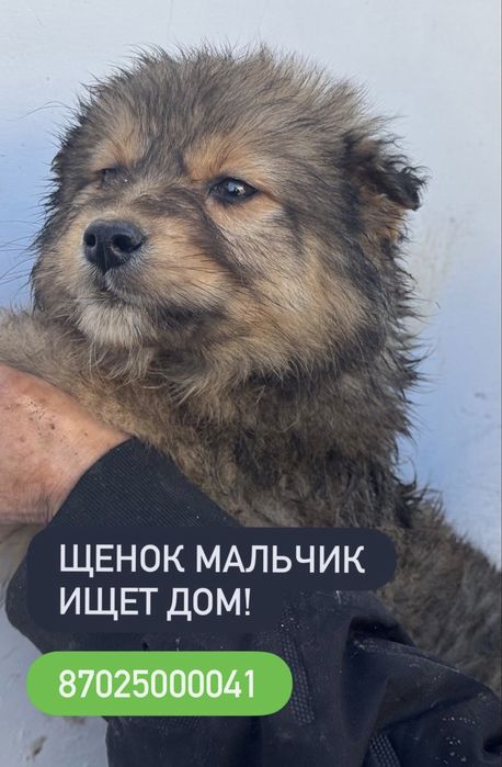 Милые щенки ищут дом!