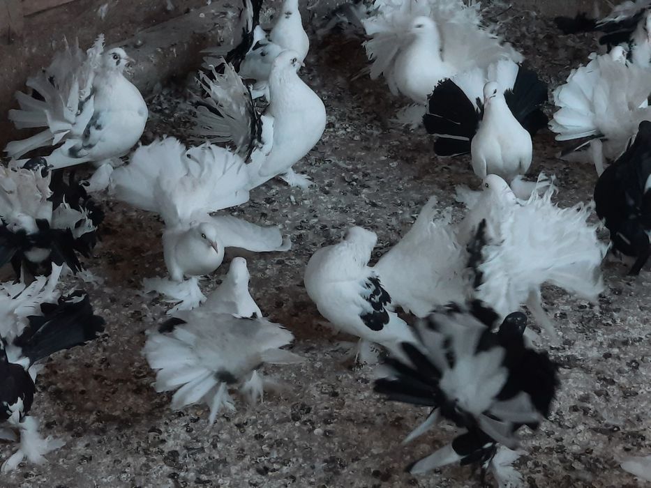 Porumbei indieni de vânzare