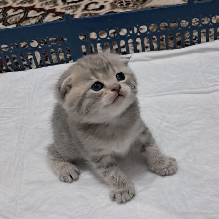 2 айлық мысық еркек