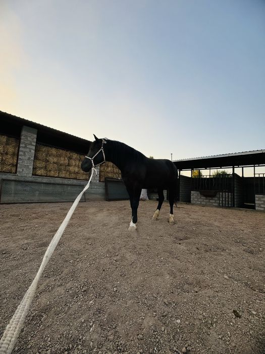 Srochno ot sotiladi!!!