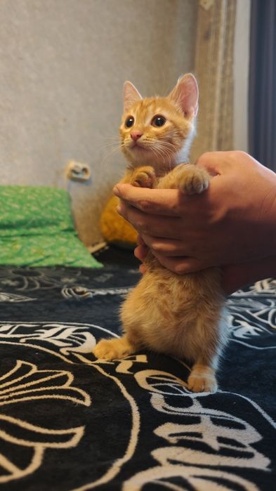Ищем котёнку ДОМ