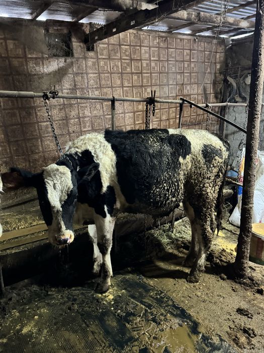 Быки Голштин симментал