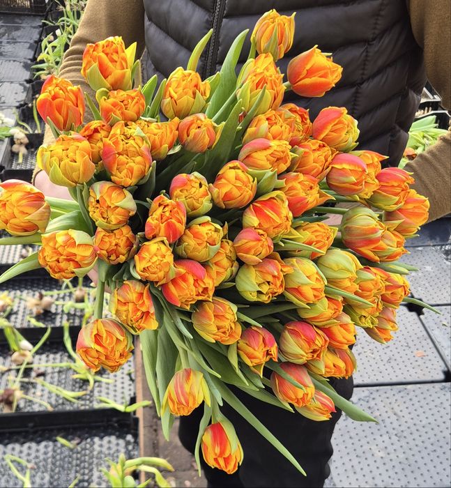 Тюльпаны от 500тг