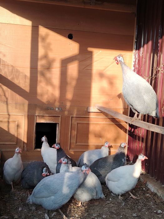 Продам цесарок..