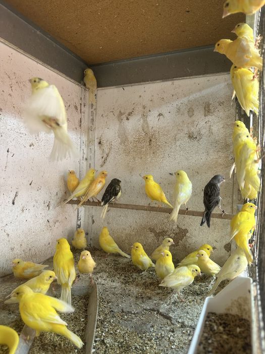 Canari diverse culori masculi/femele