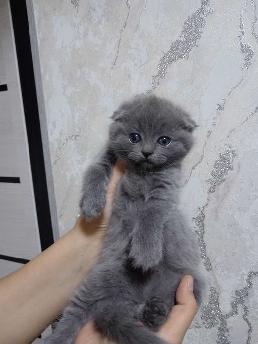 Skotish fold va strayt