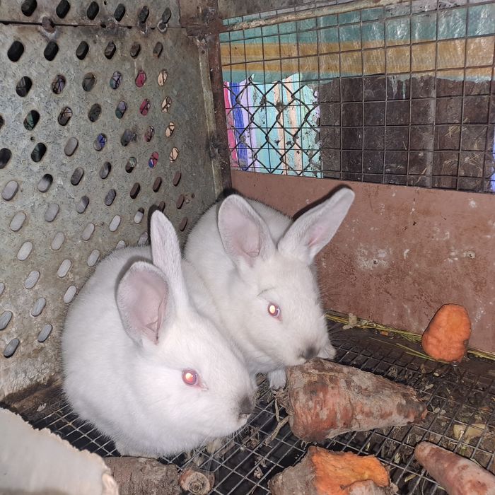 Продаются крольчата