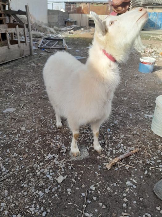 Голланский ешкі сатылады