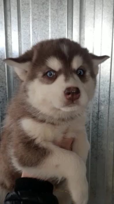 Шоколадная пришоколадная хасюля