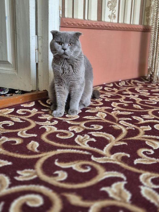 Mushuk: Britansky skottish