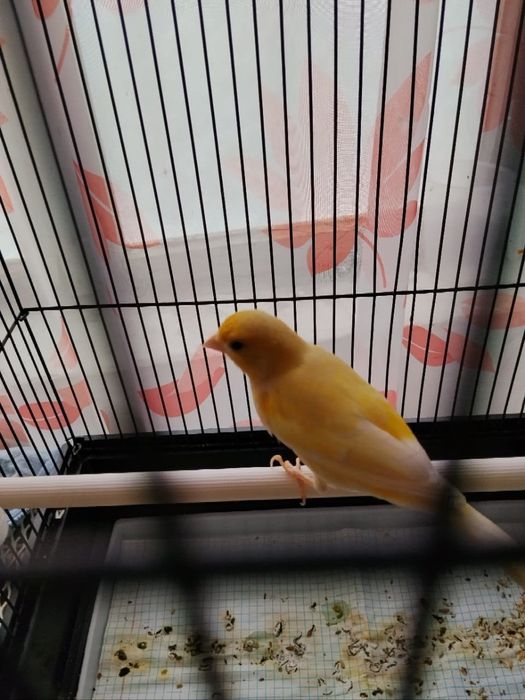 Канарейки парочкп