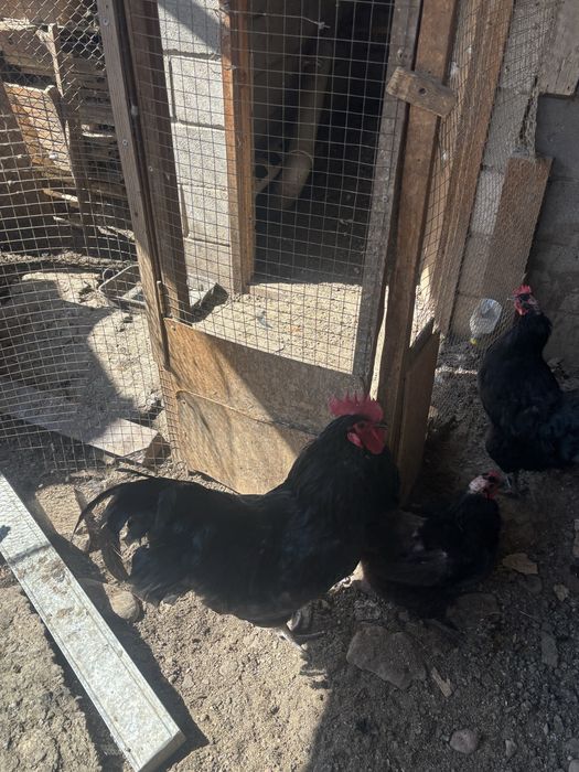 Суточные цыплята австролорп