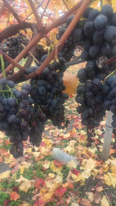 Struguri pentru vin,țuică,suc,oțet,etc