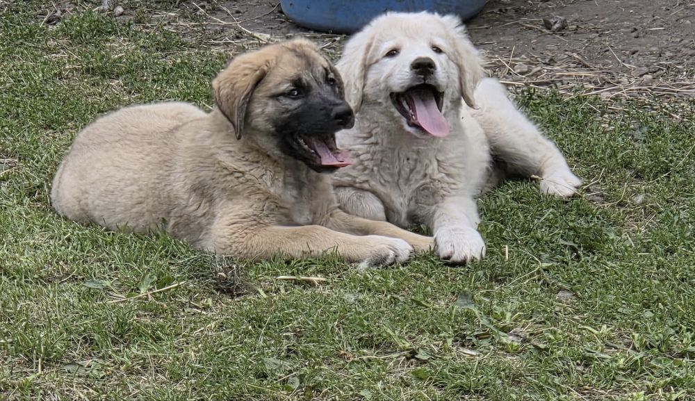 Căței (femele) Golden Retriever x Ciobănesc Caucazian