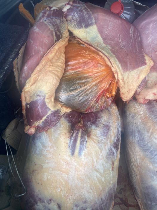 Согым сатамын(жабағы жылқы)