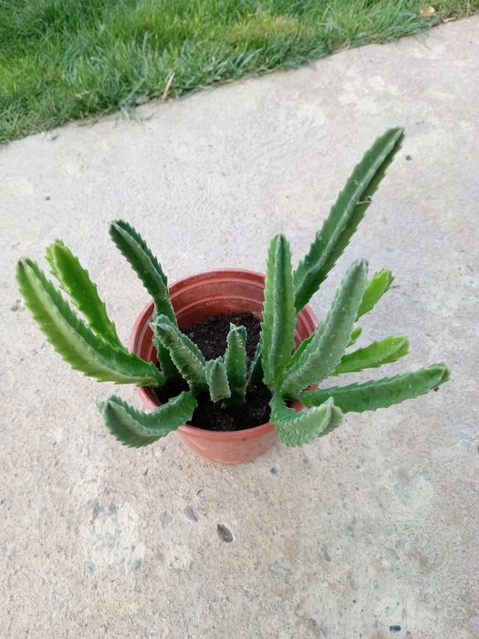 Стапелия /  Stapelia grandiflora