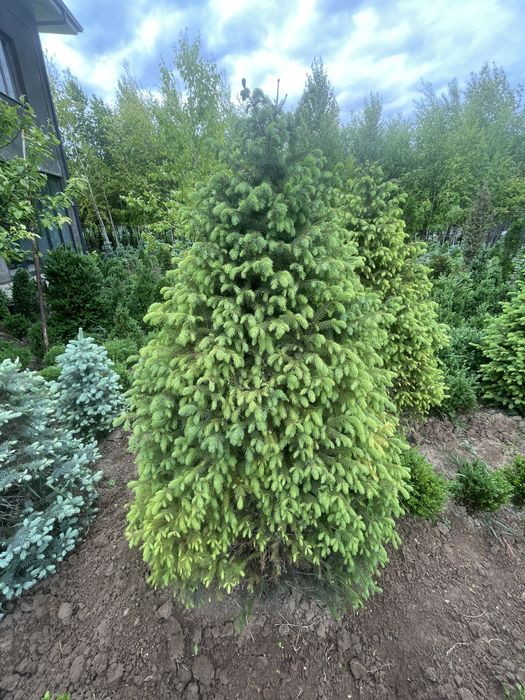 Rasprodaja skidka yel tyanshanskiy, tyanshan archa 2-3 metrlik