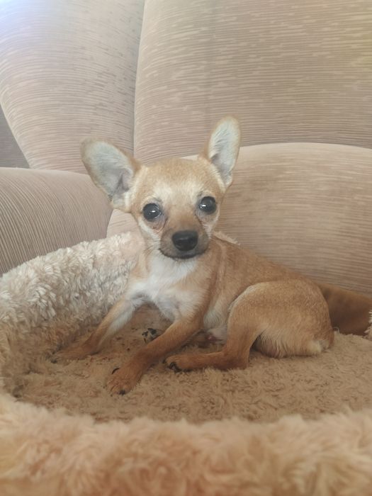 Вязка той терьера