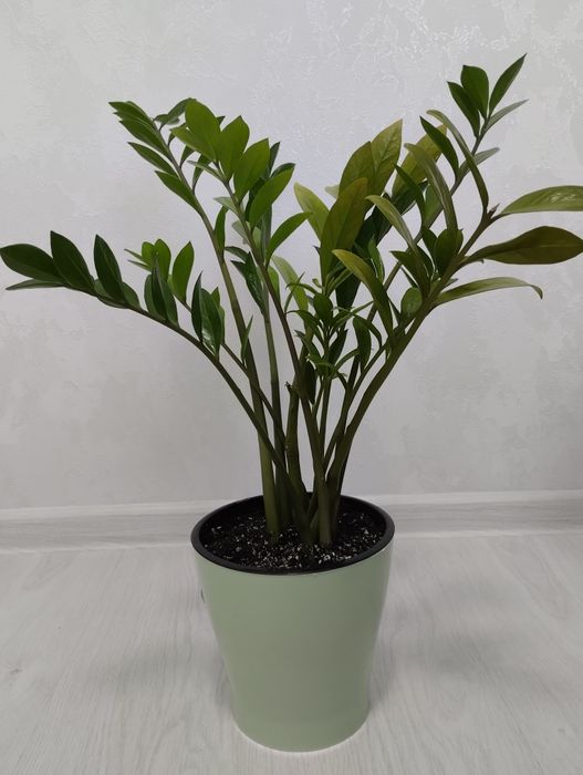 Кодиум, ,Драцены,   другие