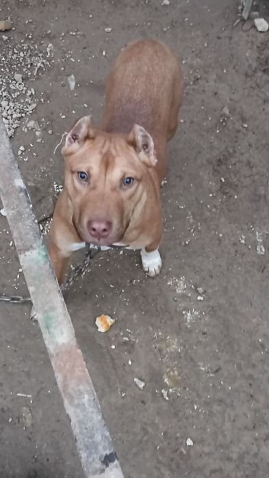 Продается собака