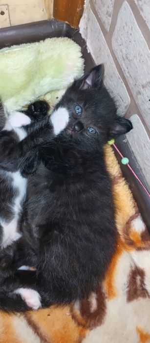 Чисто черный котенок мальчик
