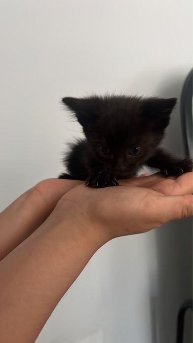 Котенки в добрые руки
