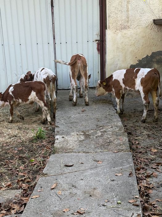 Vând 5 viței semi înțărcați
