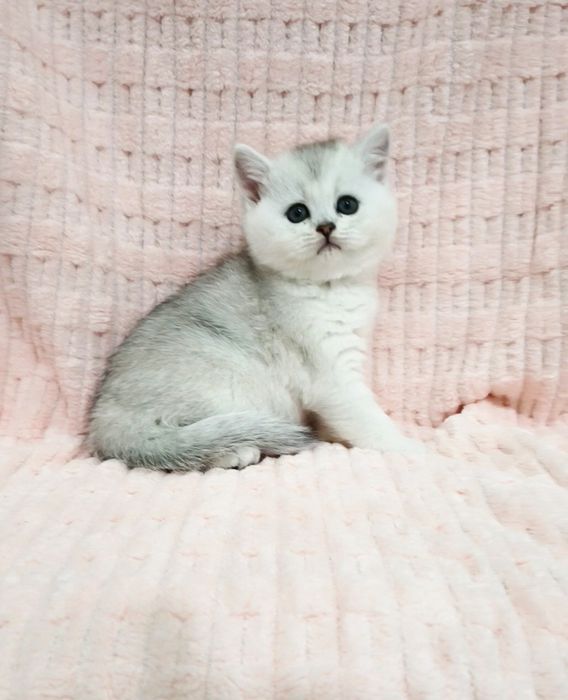 Продаётся серебристые шиншилла девочка