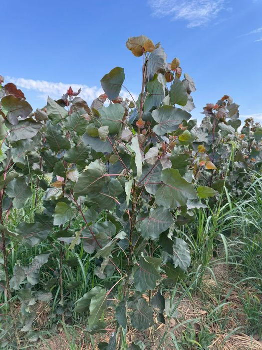 Саженцы все виды