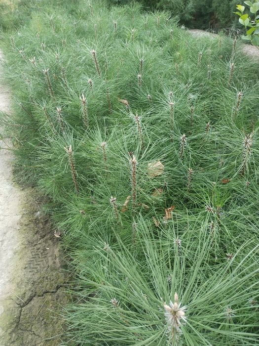 Арча сенса ва кочатлари бор