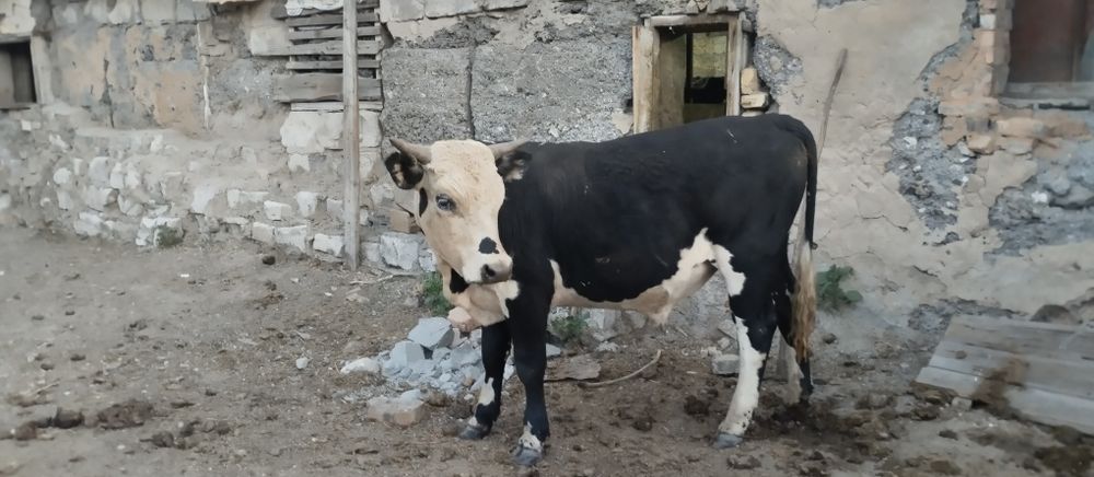 Продаеться Бычки