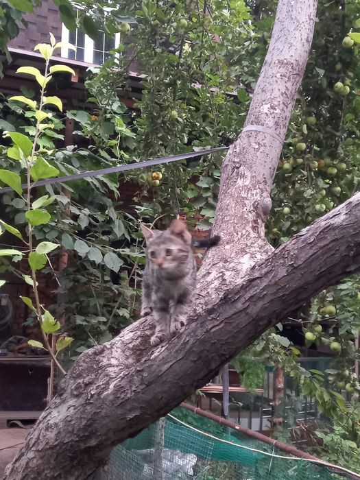 Котёнок бесплатно