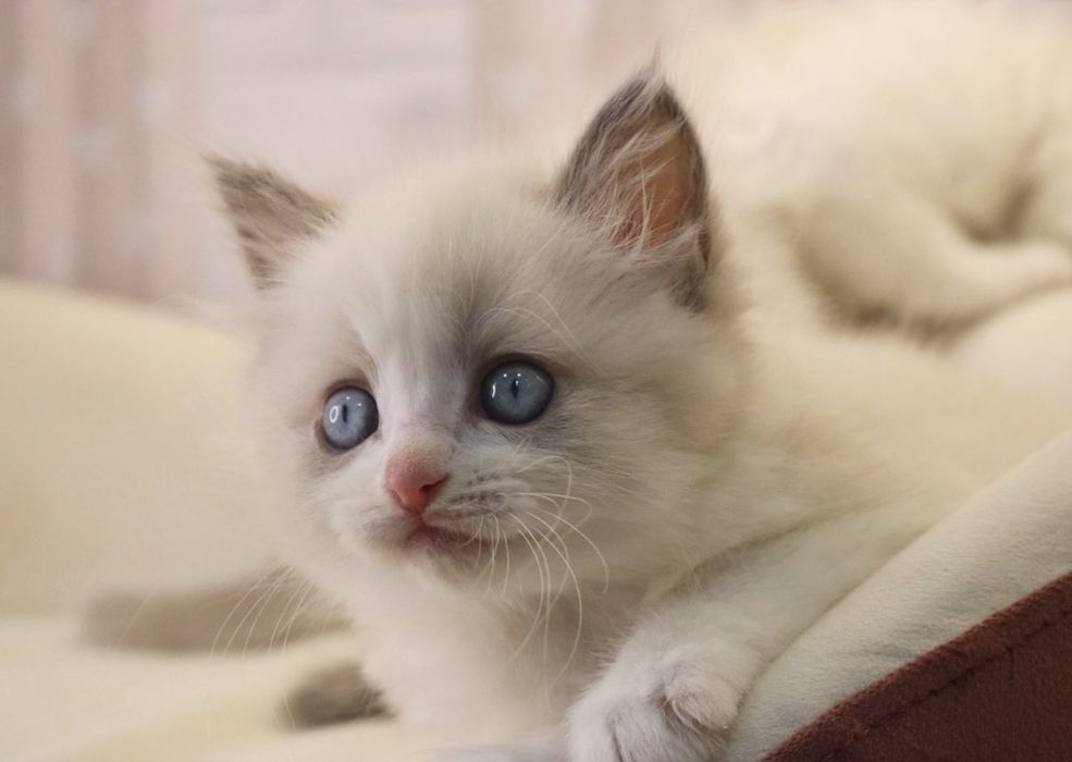 РЭГДОЛЛЫ чистокровные