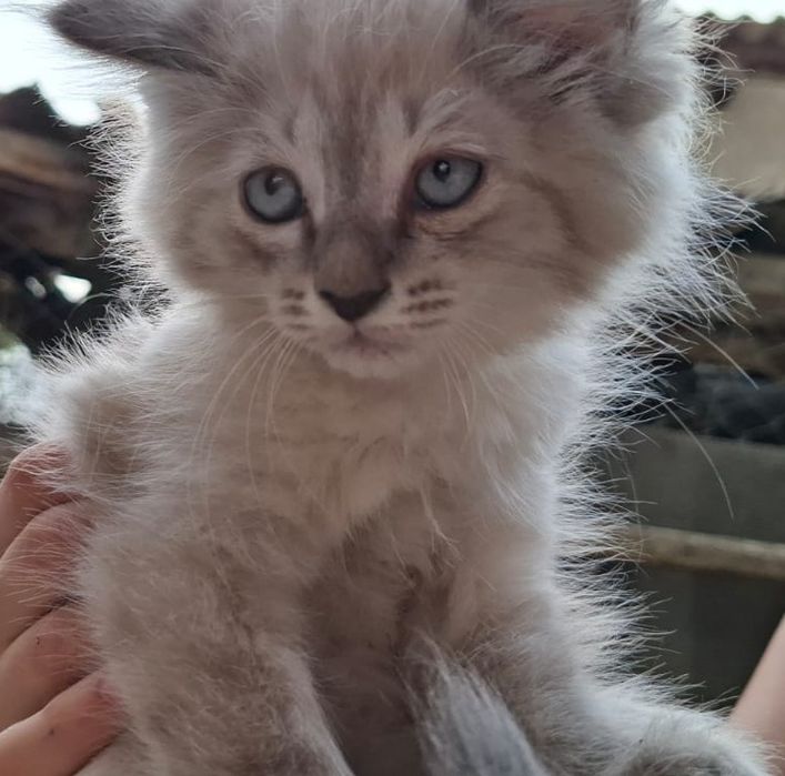 Отдам котят в добрые руки