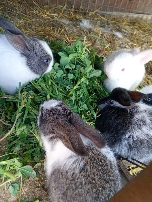 Iepurași/ iepuri de vânzare