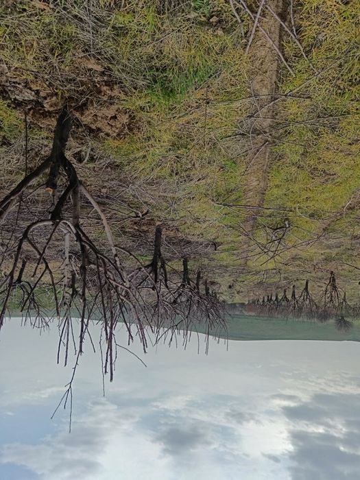 Besplatno,õtin shox shabba . Tekinga, olma daraxtini obrezka qilingand